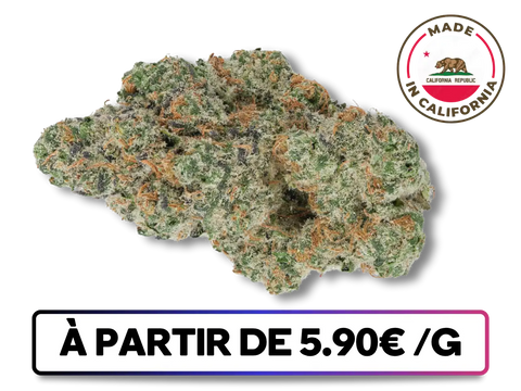 Fleur de CBD Miracle Alien Cookies CBD+ importée de Californie – variété premium indoor, arômes biscuités et effet détente équilibrée