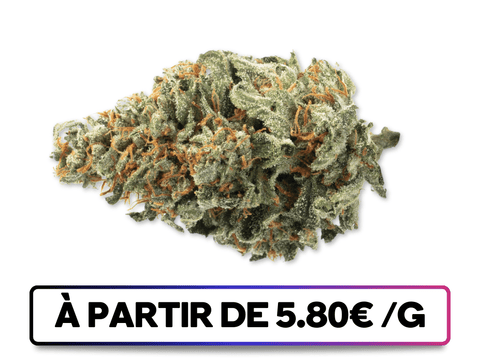 Amnesia Premium disponible sur greenbuds.fr - Une variété CBD authentique et exclusive, offrant une expérience inégalée.