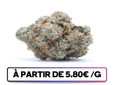 Banana Kush disponible sur greenbuds.fr - Variété CBD issue de croisements minutieux, connue pour sa douceur en bouche.