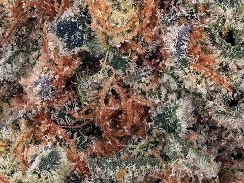 Blueberry Caviar | D9+THCa