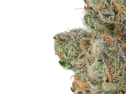 Fleur de CBD Blueberry Muffin CBD+ importée de Californie – variété premium indoor, saveurs sucrées et effets relaxants