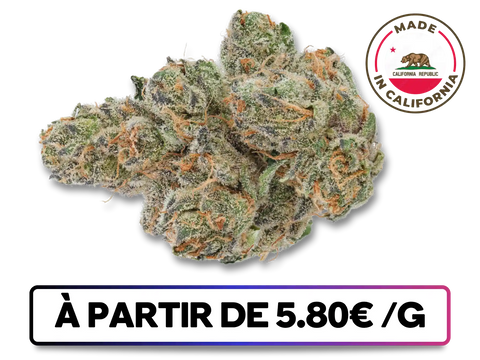 Fleur de CBD Blueberry Muffin CBD+ importée de Californie – variété premium indoor, saveurs sucrées et effets relaxants