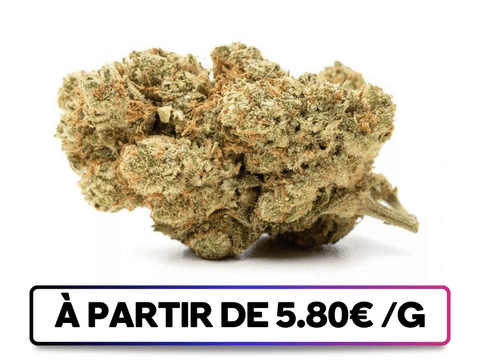 BlueDream disponible sur greenbuds.fr - Une variété CBD au parfum intense avec des notes de chocolat noir, de cerise et d'écorce d'orange, offrant une expérience gustative unique.