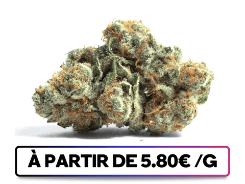 Cali Dream disponible sur greenbuds.fr - Buds CBD coniques avec une teinte vert-kaki, densité impressionnante, trichomes abondants et pistils orangés, offrant une expérience visuelle et gustative exceptionnelle.