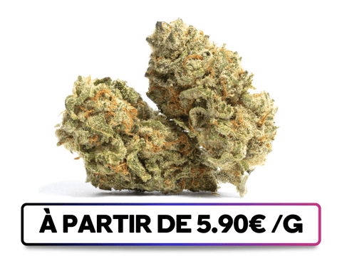 California Haze disponible sur greenbuds.fr - Nouvelle fleur CBD cultivée en indoor, offrant une expérience esthétique et gustative exceptionnelle.