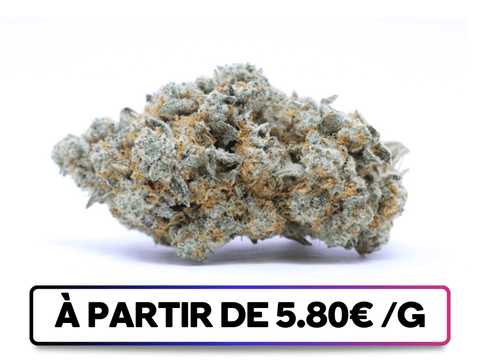 Harlequin disponible sur greenbuds.fr - Variété CBD aux notes terpéniques complexes : houblonnées, florales, fruitées, avec une touche d'acidité et de sucre, offrant une expérience gustative exceptionnelle.