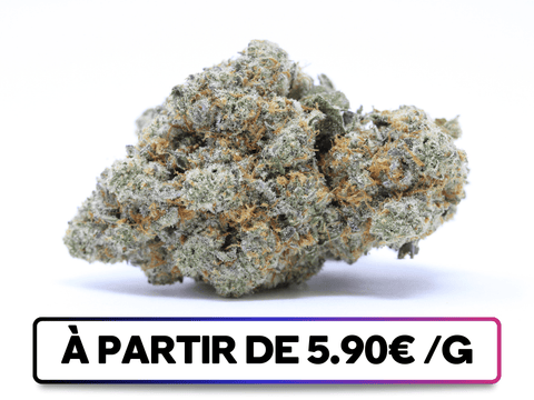 Holyweed disponible sur greenbuds.fr - Variété CBD aux arômes puissants de houblon, d'ambre et de vanille, offrant une expérience terpénique unique en bouche