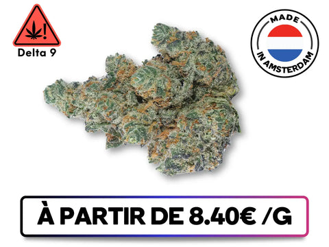 Fleur Mango Kush Delta 9 THC — Cultivée en indoor à Amsterdam, arômes de mangue sucrée et effets puissants.