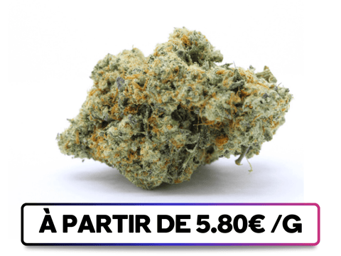 Mango Kush Indoor disponible sur greenbuds.fr - Variété CBD avec une odeur puissante à l’ouverture du paquet, des effets notables et un profil terpénique rare.