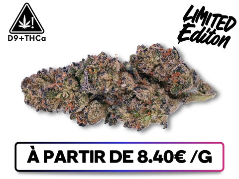 Fleur OG Kush D9+THCa Limited Edition – cannabis indoor aux teintes violettes, riche en Delta 9 THC et THCa