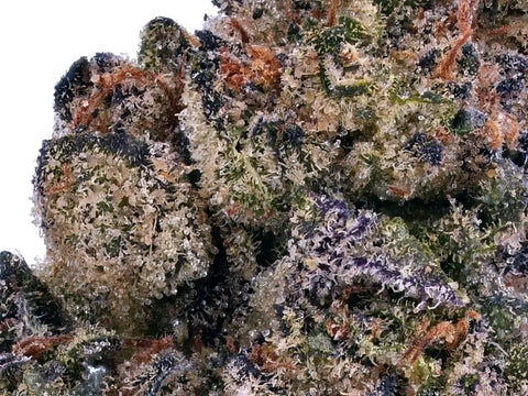Zoom fleur OG Kush D9+THCa – trichomes argentés et pistils orangés, variété indoor puissante au goût d'agrume et notes acidulées
