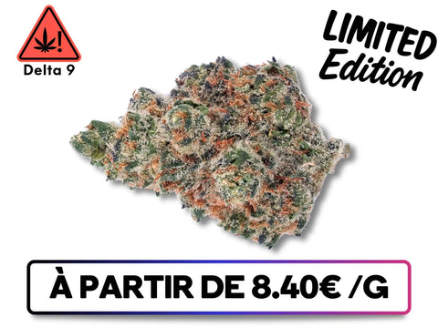 Fleur Orange Bud Delta 9 THC premium, buds denses avec pistils orange et trichomes résineux – Greenbuds.fr