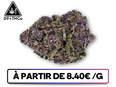 Purple Runtz D9+THCa Greenbuds – buds denses vert foncé aux reflets violets riches en trichomes