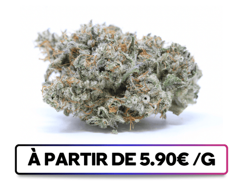 Super Cookie Indoor disponible sur greenbuds.fr - Nouvelle variété CBD délicieuse, offrant une expérience gourmande et satisfaisante.