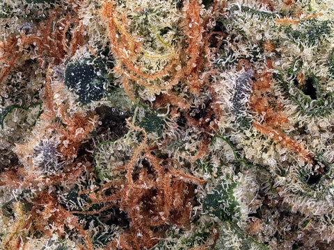 White Runtz | D9+THCa