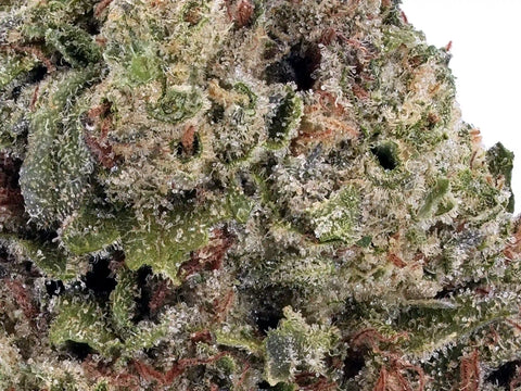 White Runtz | D9+THCa